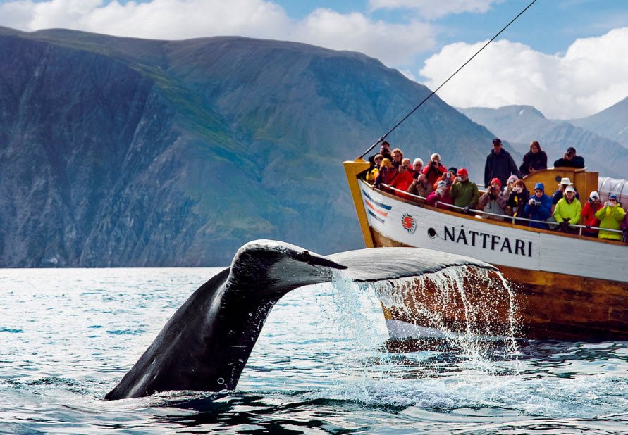 Húsavík Whale Watching, Húsavík, North Iceland, Iceland